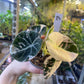 ALOCASIA BLACK VELVET PINK VARIEGATA M