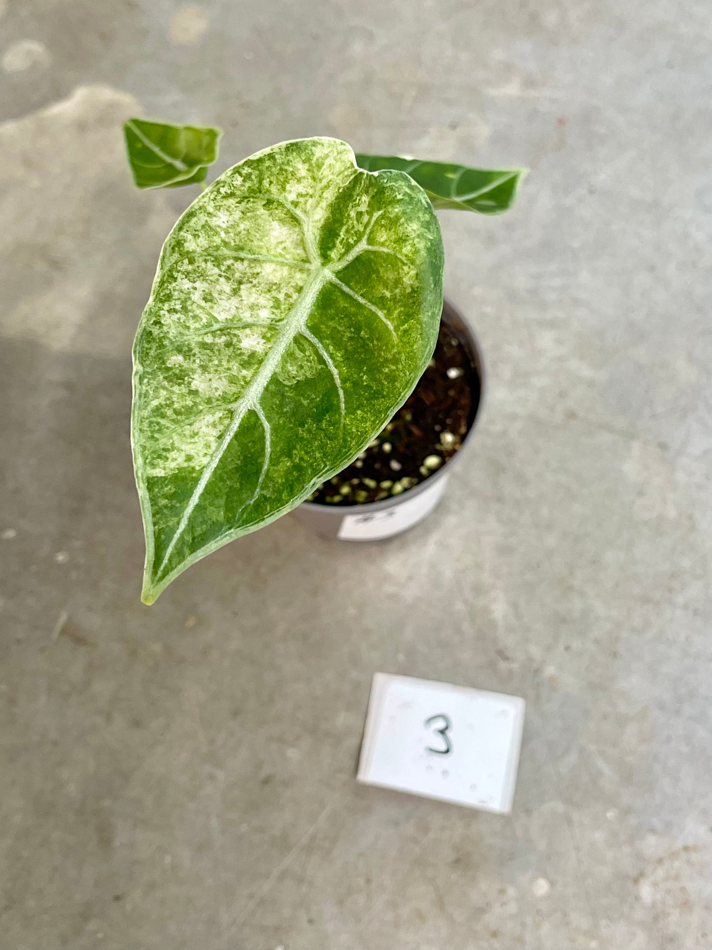 ALOCASIA WATSONIANA GLOSSY VARIEGATA NEW
