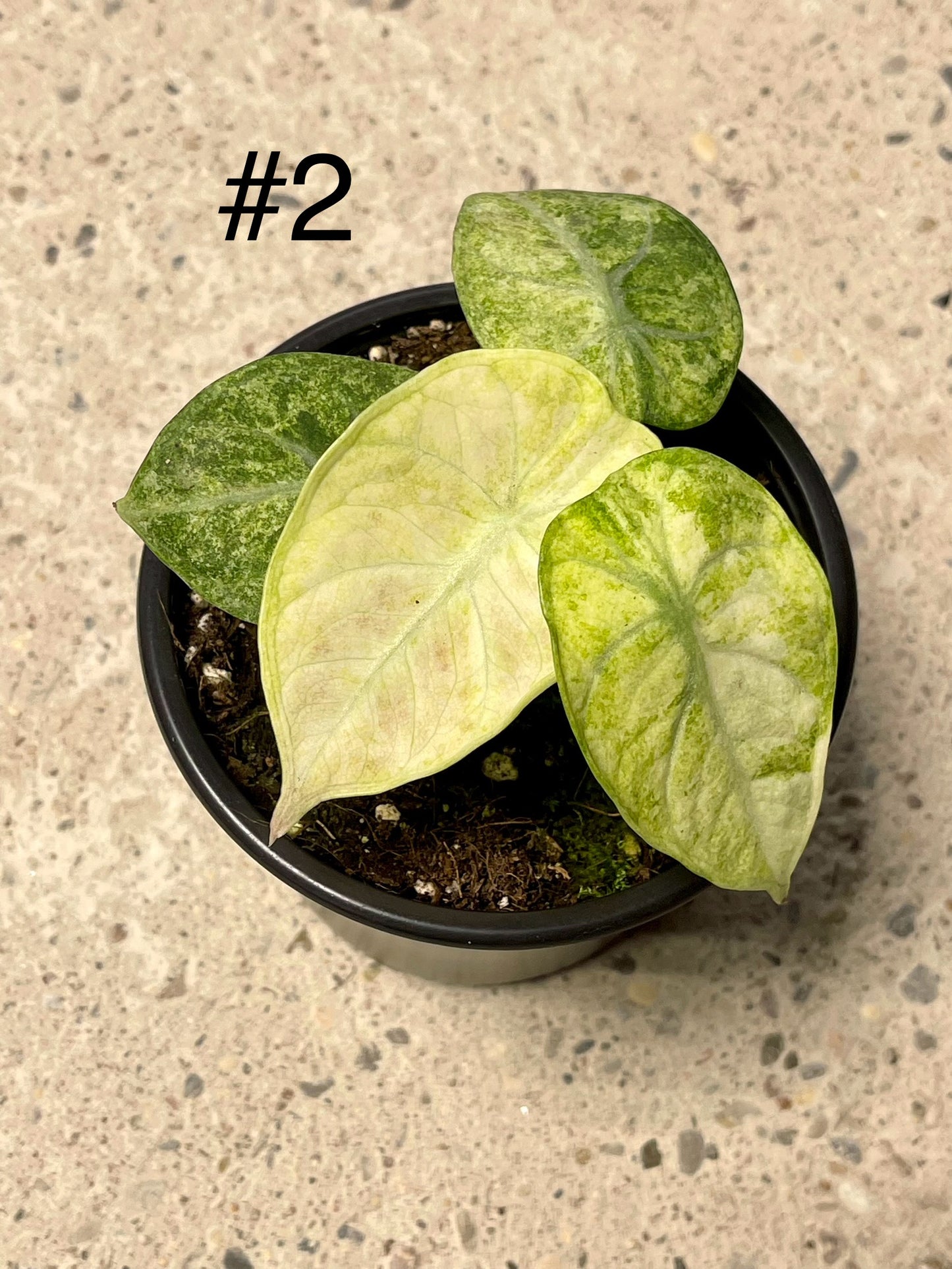 ALOCASIA NINJA VARIEGATA TRICOLOR NEW