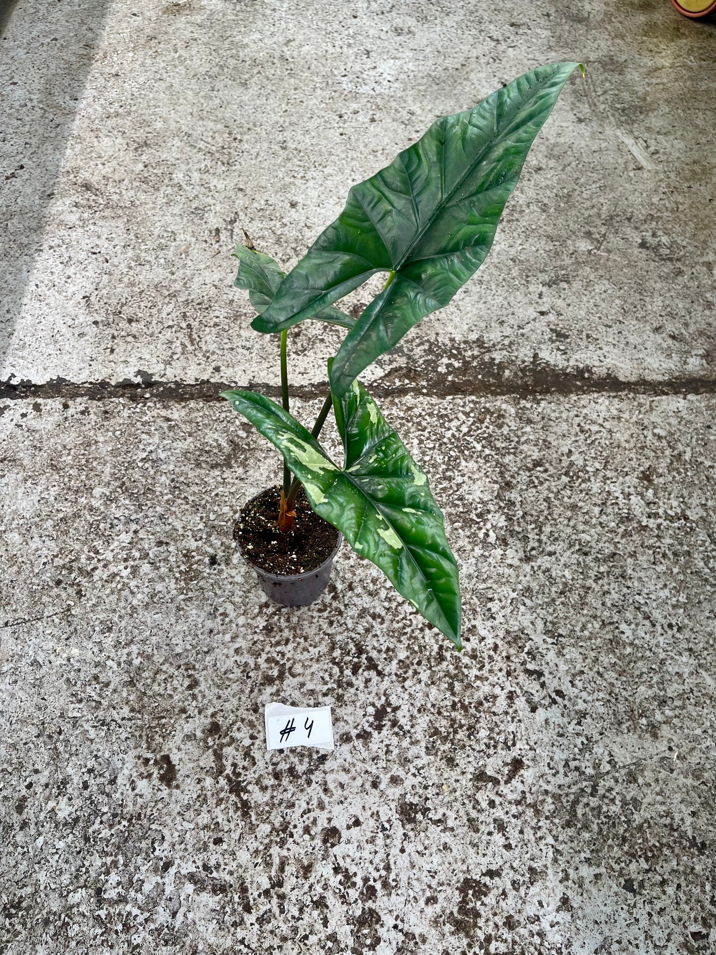 PLANTE A SAUVER