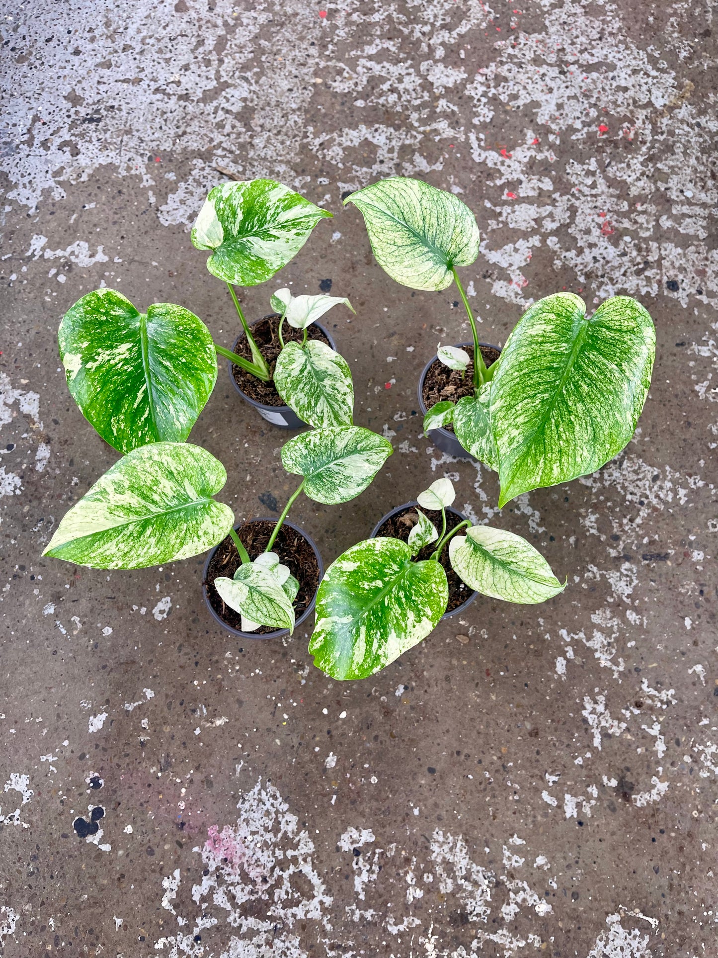 MONSTERA WHITE MONSTER M NEW