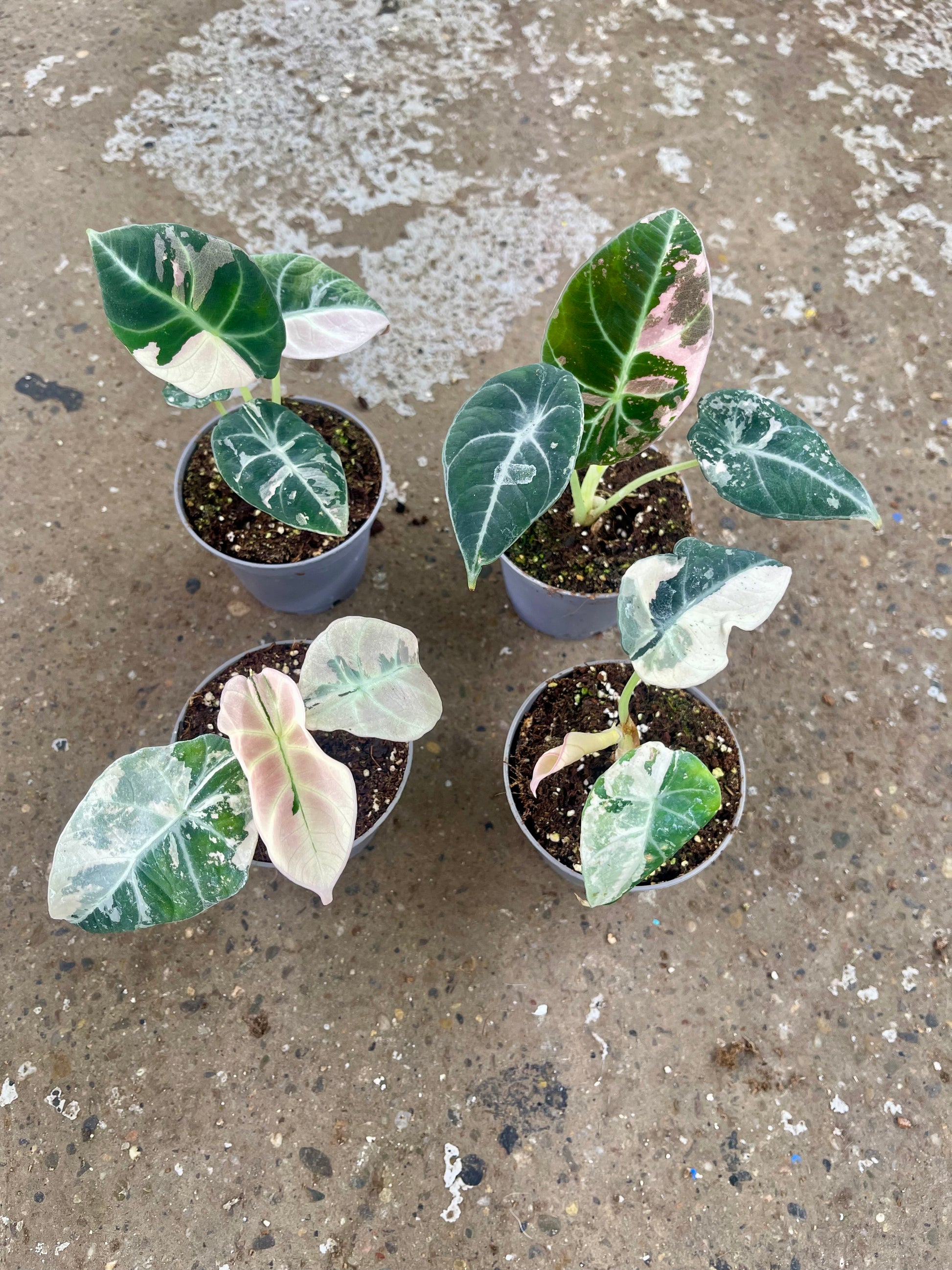 ALOCASIA BLACK VELVET VARIEGATA PINK S NEW – L'arbre D'or 67