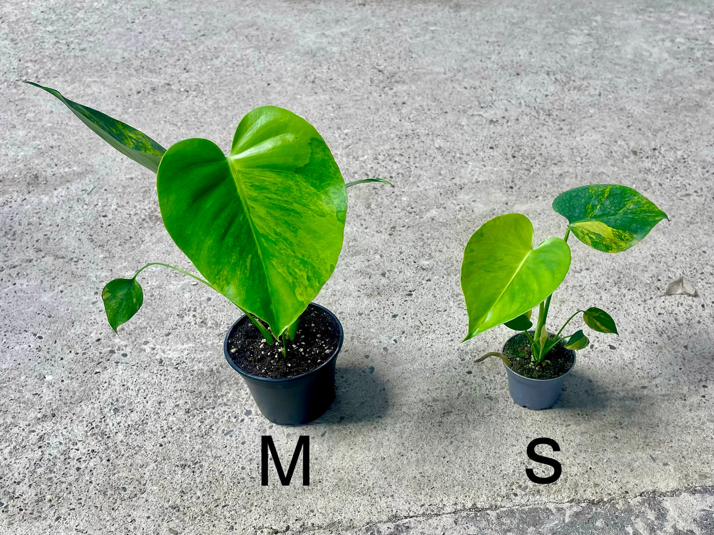 Monstera deliciosa Yellow Marilyn Variegata S NEW