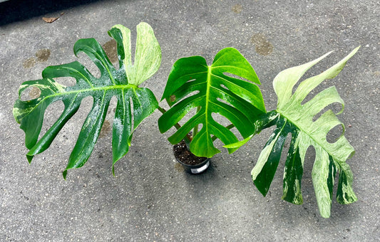 MONSTERA JUNGLE MINT