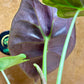 Alocasia golden bone