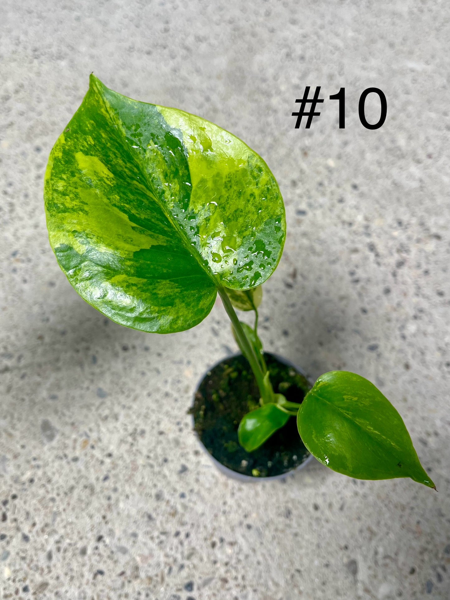 Monstera deliciosa Yellow Marilyn Variegata S NEW