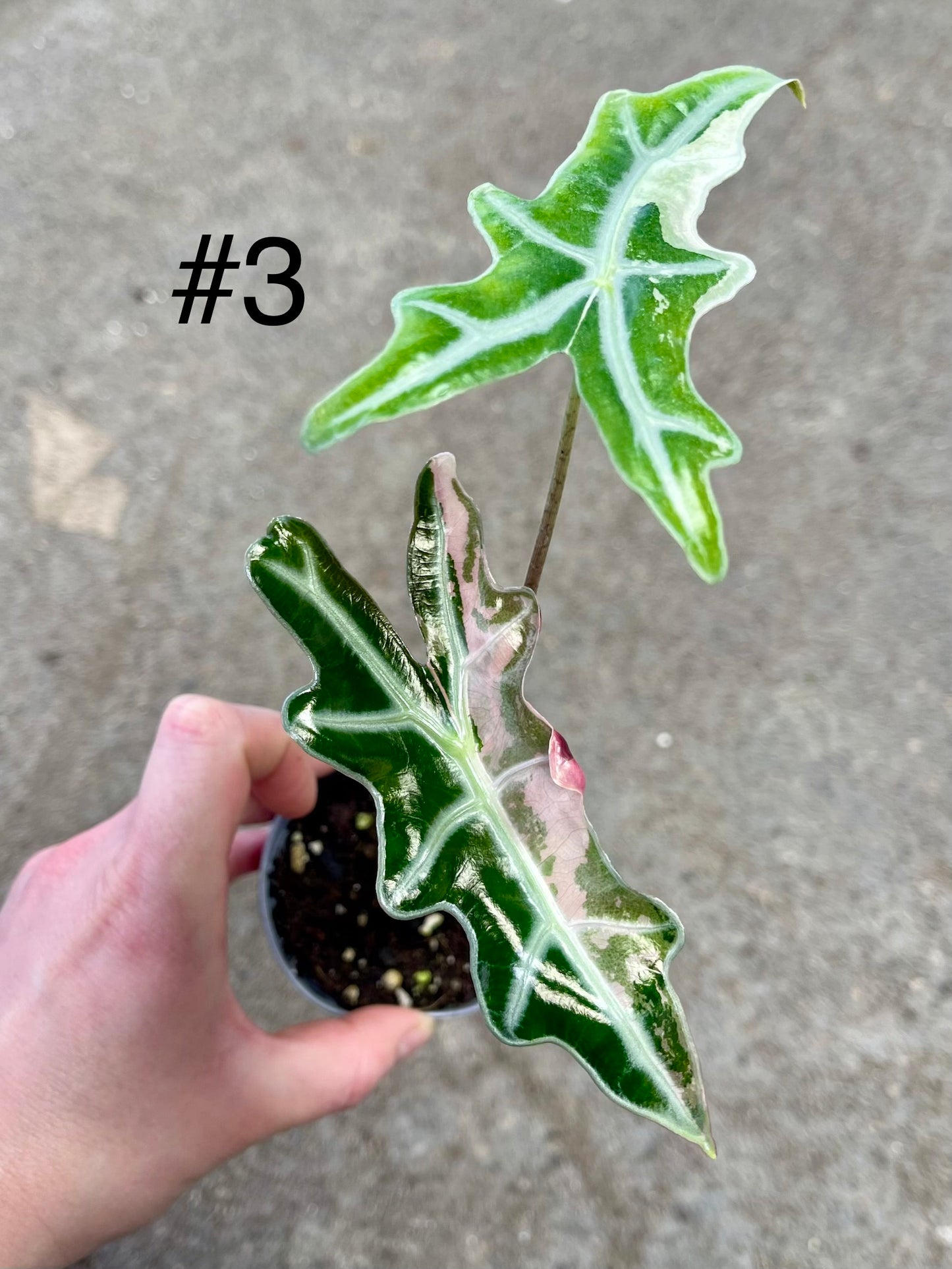 Alocasia sanderiana nobilis pink variegata NEW