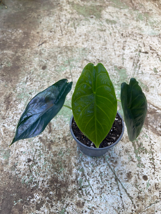 Alocasia green unicorn NEW