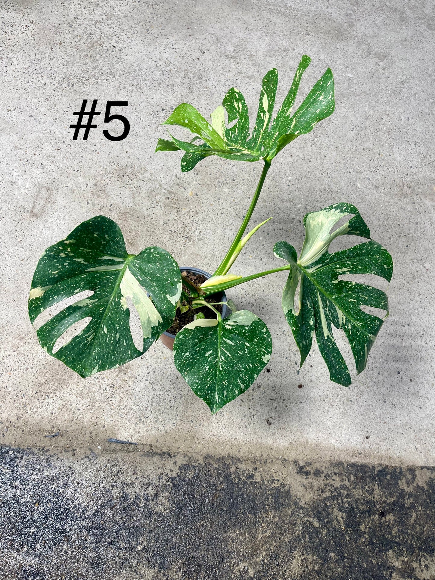 Monstera deliciosa thai constellation XL