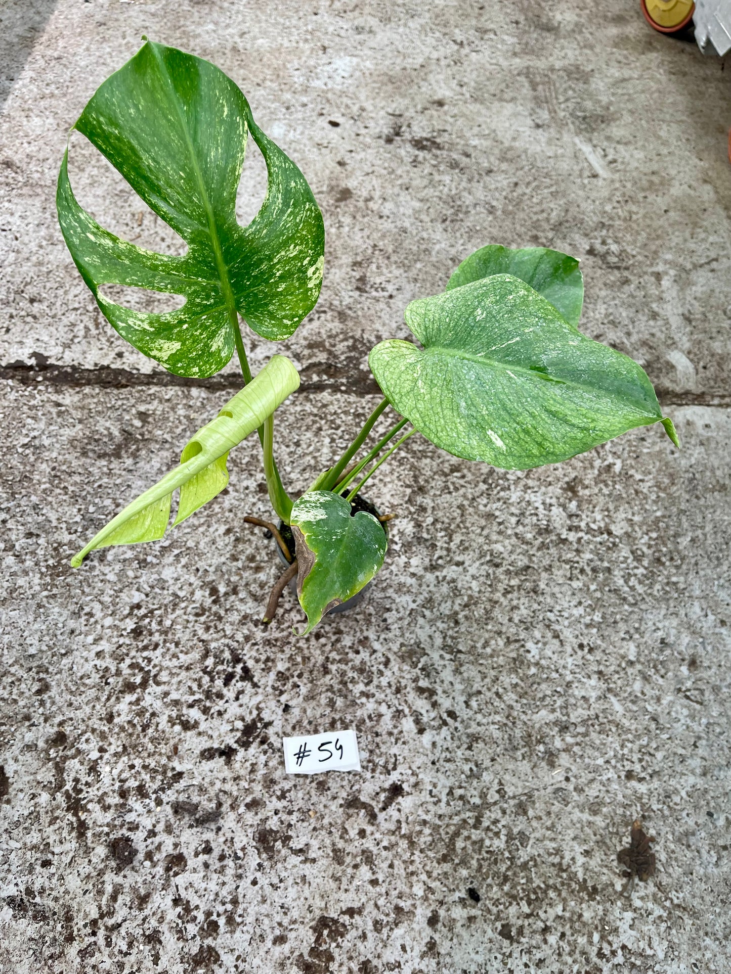 PLANTE A SAUVER