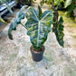 ALOCASIA PSEUDO SANDERIANA AUREA L