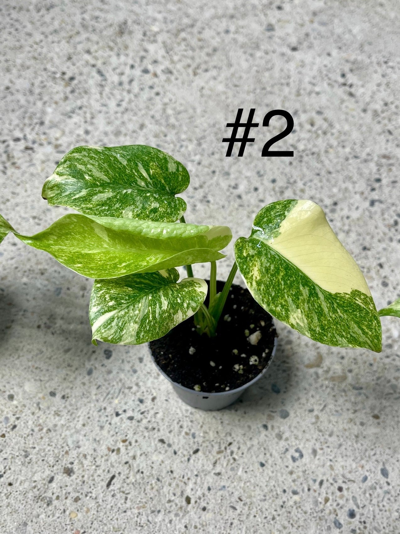 MONSTERA LEGACY S NEW