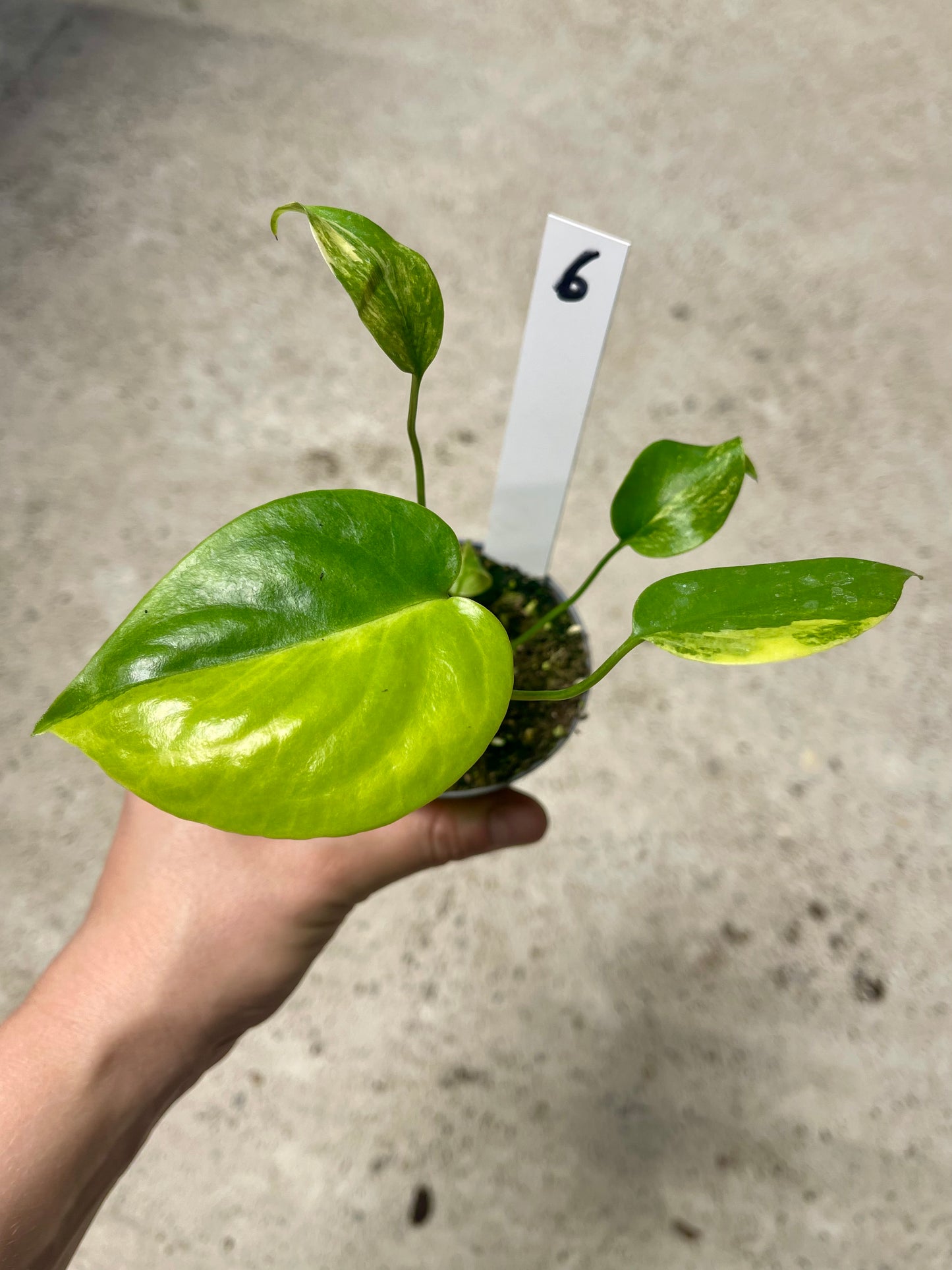 Monstera deliciosa Yellow Marilyn Variegata S NEW