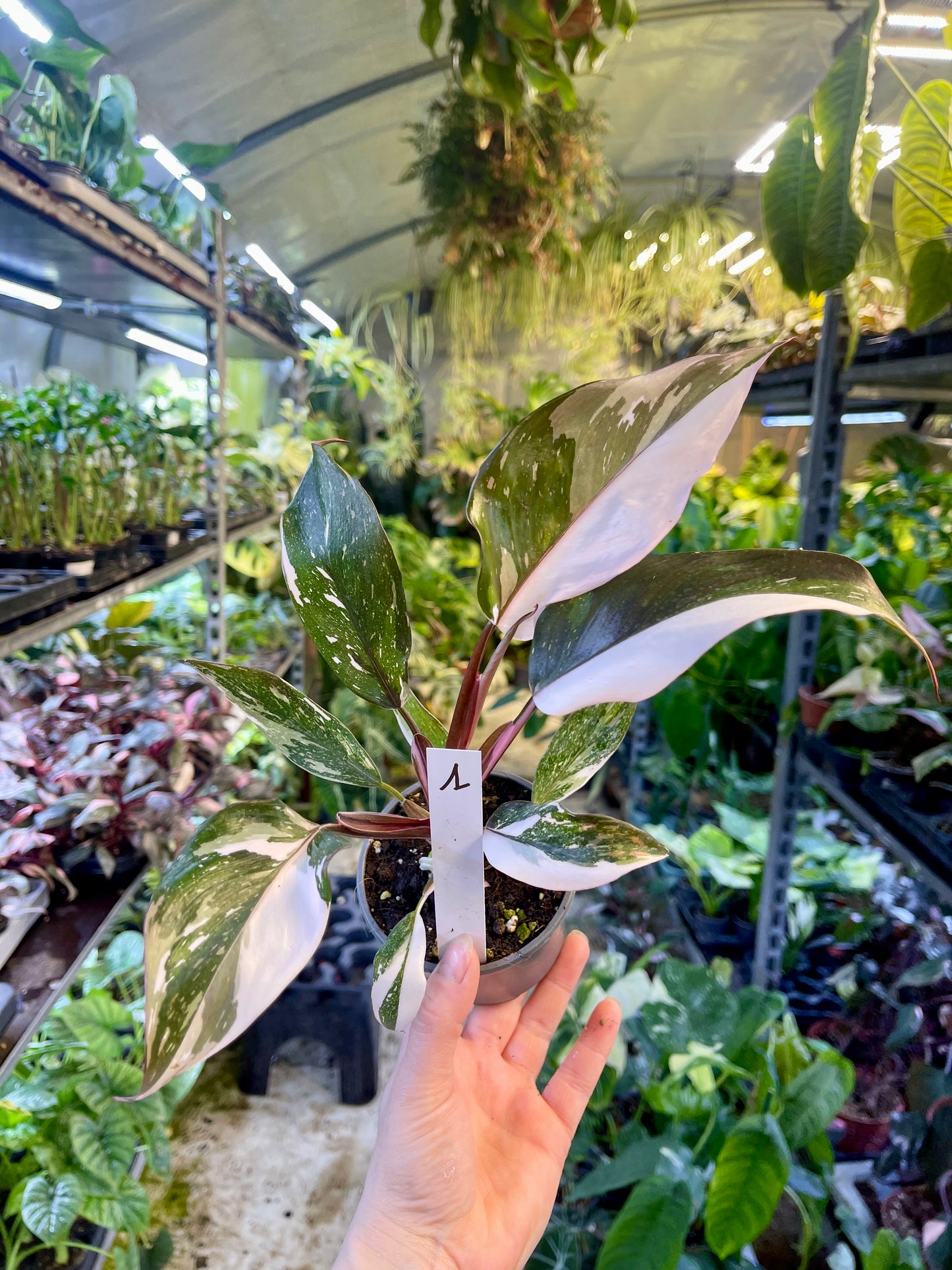 Philodendron red anderson M NEW