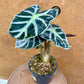 Alocasia balloon heart S