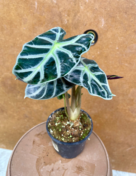 Alocasia balloon heart S
