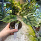 Alocasia dragon scale variegata