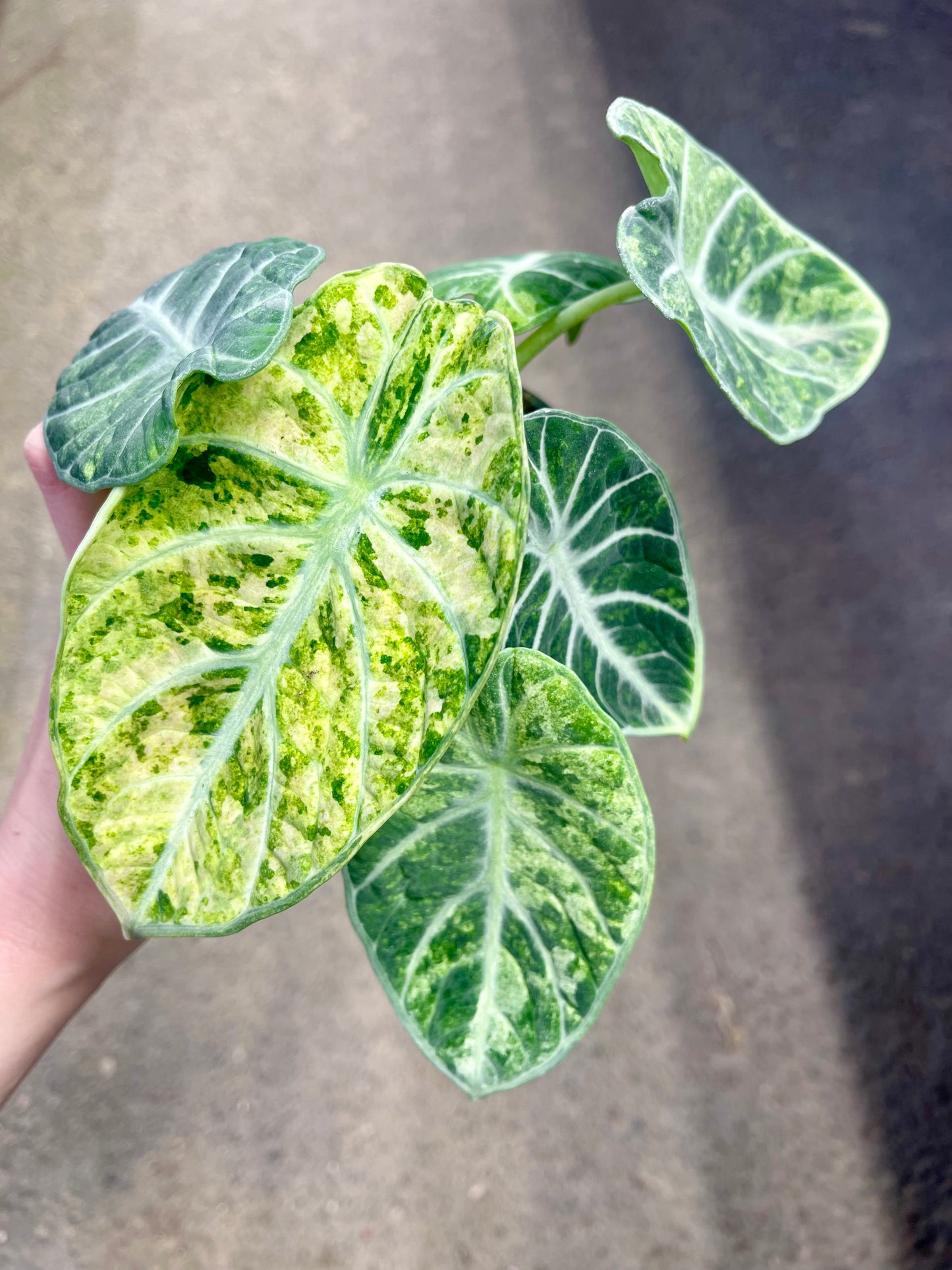 ALO.CASIA NINJA TRICOLOR PINK