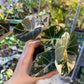 ALOCASIA BLACK VELVET PINK VARIEGATA M