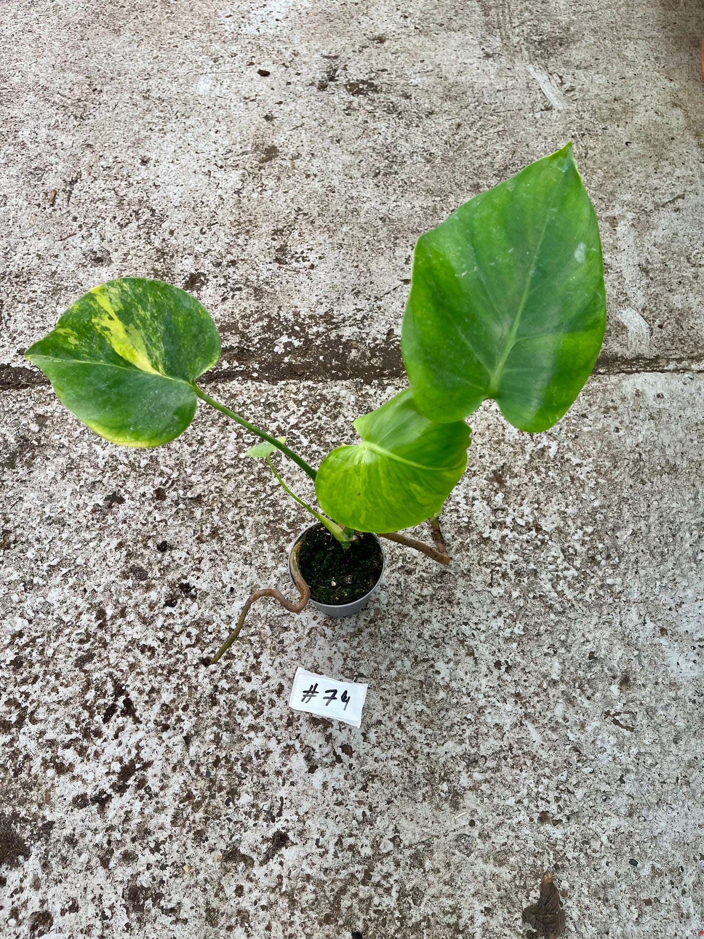PLANTE A SAUVER