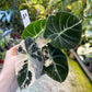 ALOCASIA BLACK VELVET PINK VARIEGATA M