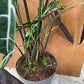Alocasia longiloba sp Bornéo XL