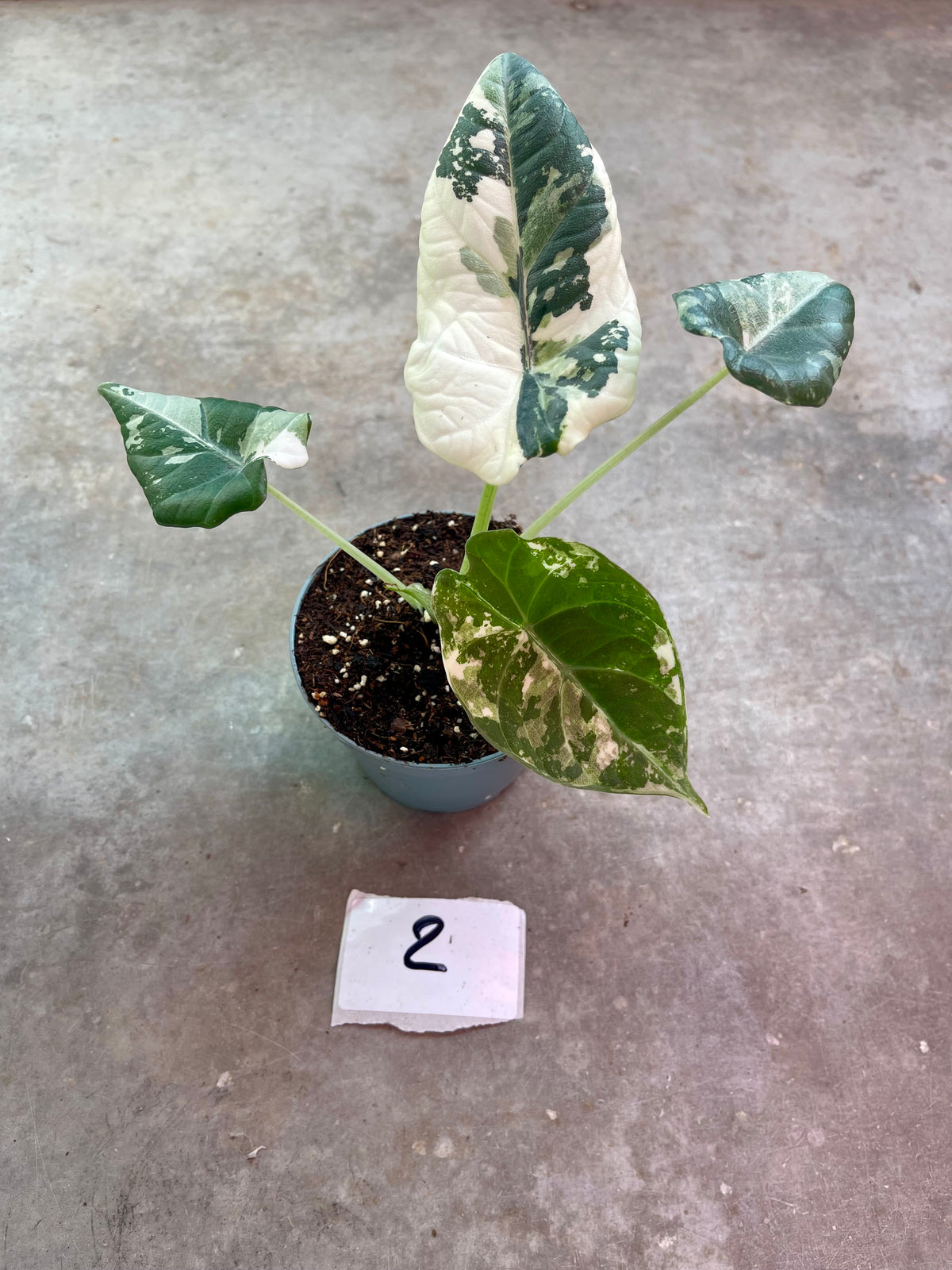 ALOCASIA MAHARANI ALBO VARIEGATA