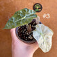 Alocasia polly pink / mint variegata