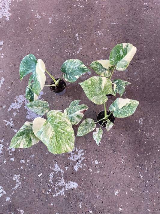 MONSTERA LEGACY S NEW