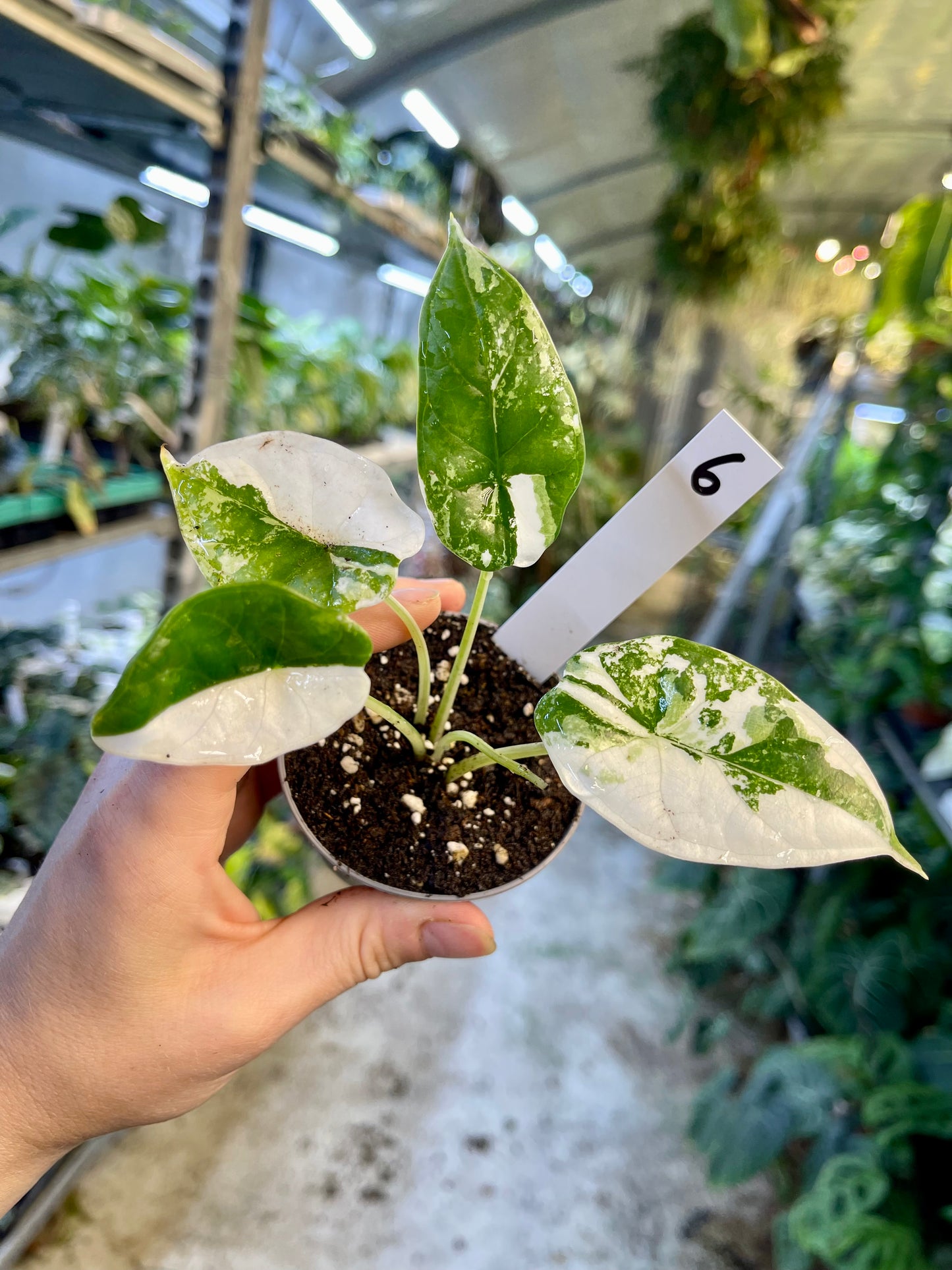 ALOCASIA DRAGON SCALE ALBO VARIEGATA  S