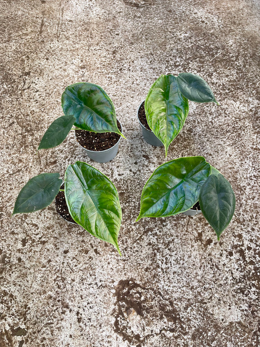Alocasia green unicorn