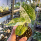 Alocasia dragon scale variegata S NEW