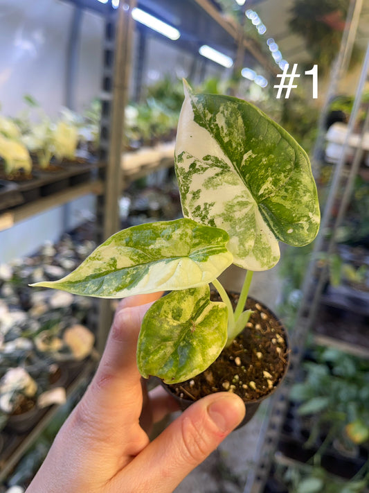 Alocasia dragon scale variegata S NEW