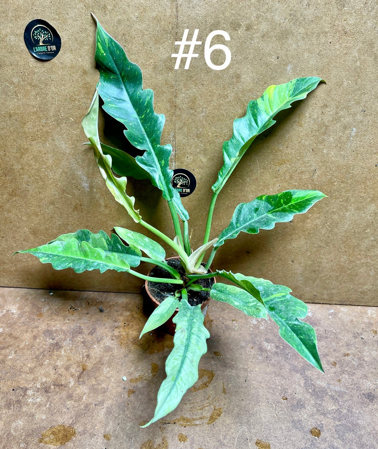 Philodendron ring of fire haute variegation taille M