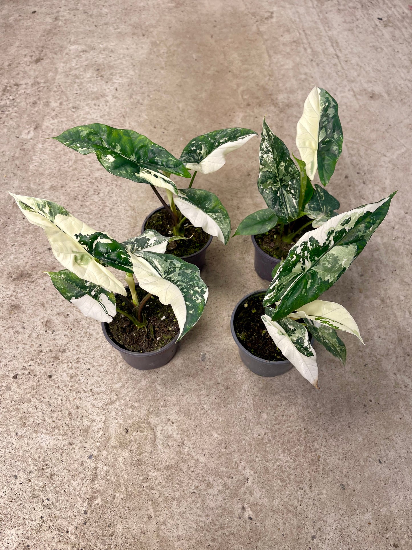ALOCASIA SIMPO ALBO VARIEGATA