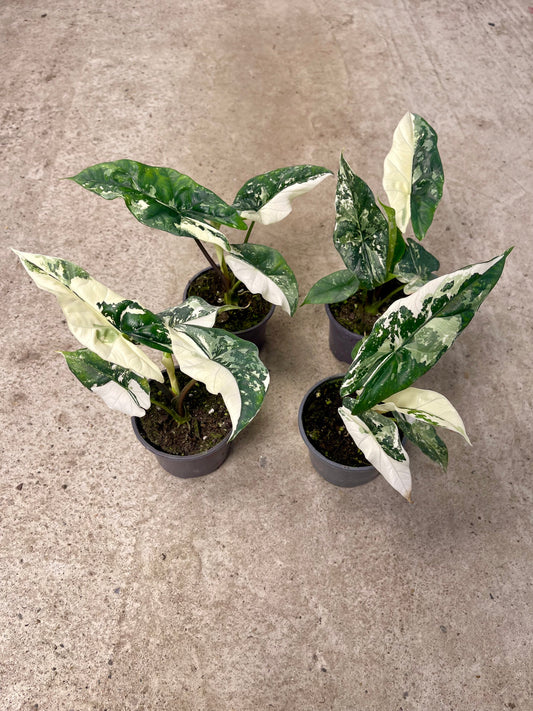 ALOCASIA SIMPO ALBO VARIEGATA NEW