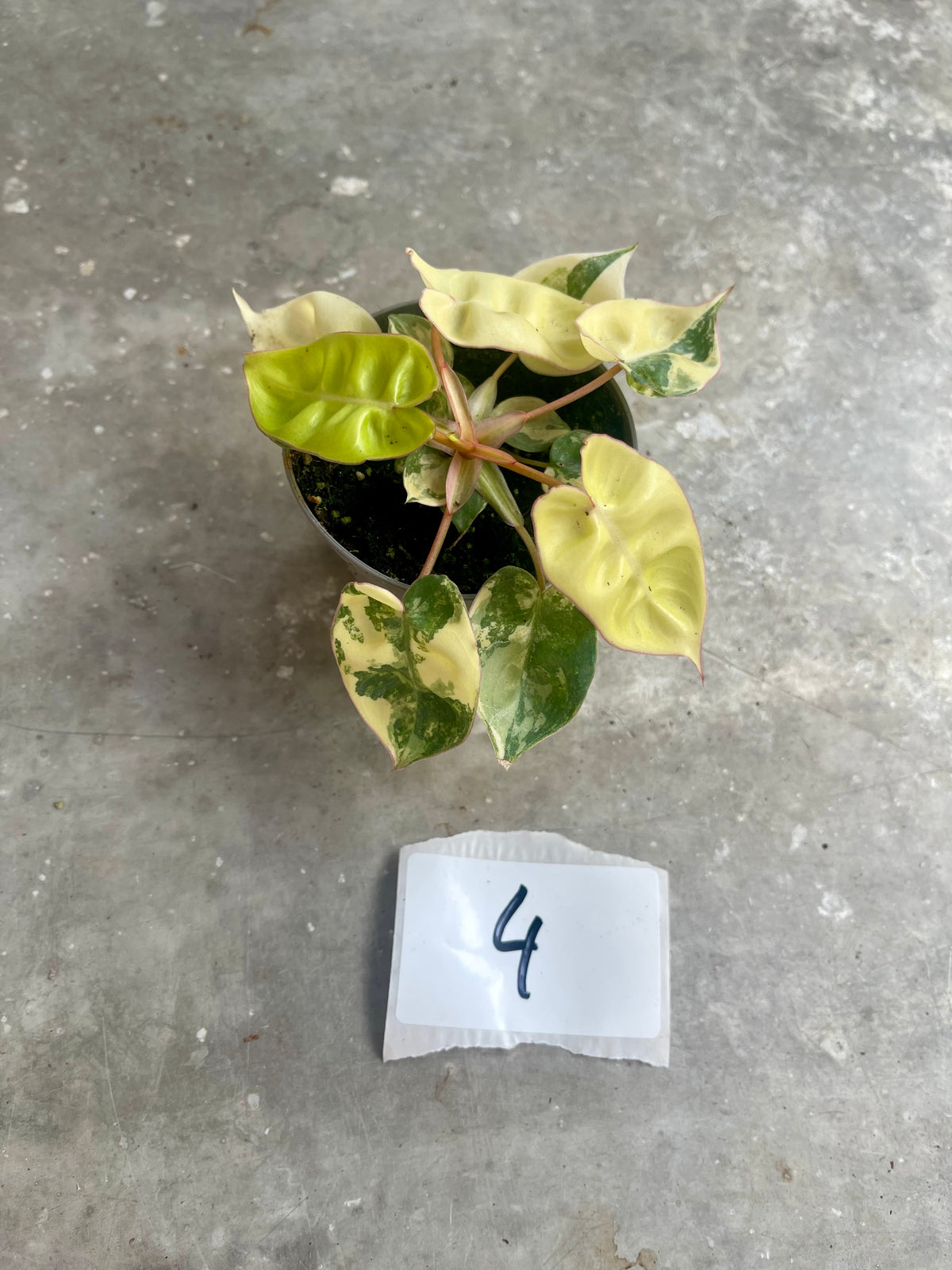 PHILODENDRON BILLIETIAE VARIEGATA