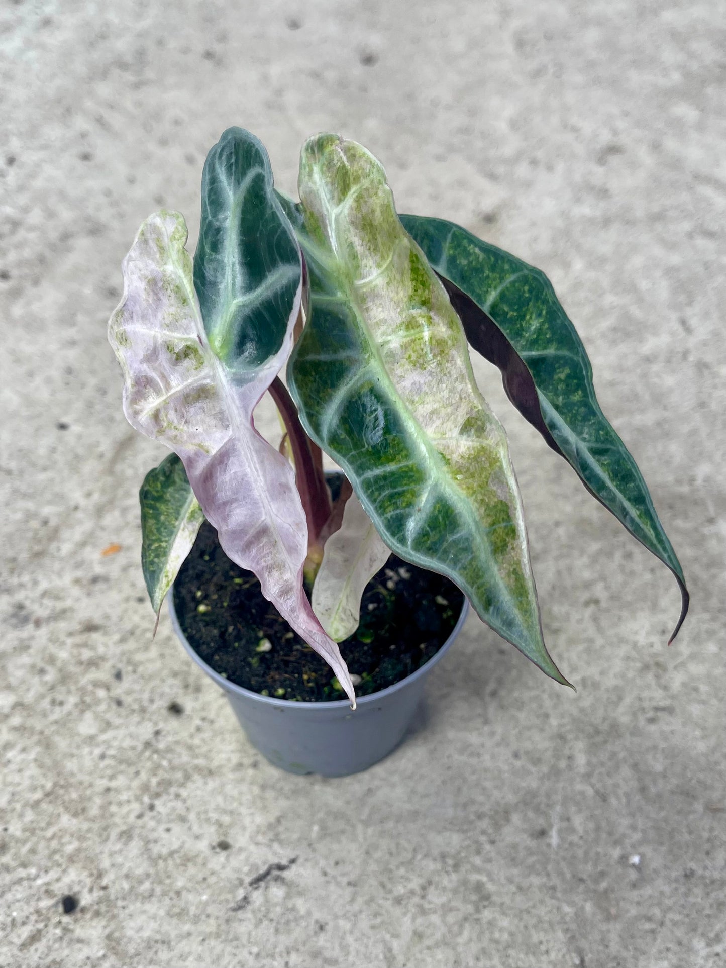 ALO.CASIA POLLY TRICOLOR