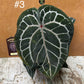 Anthurium Docblock Michelle