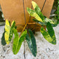 PHILODENDRON BILLIETIAE VARIEGATA