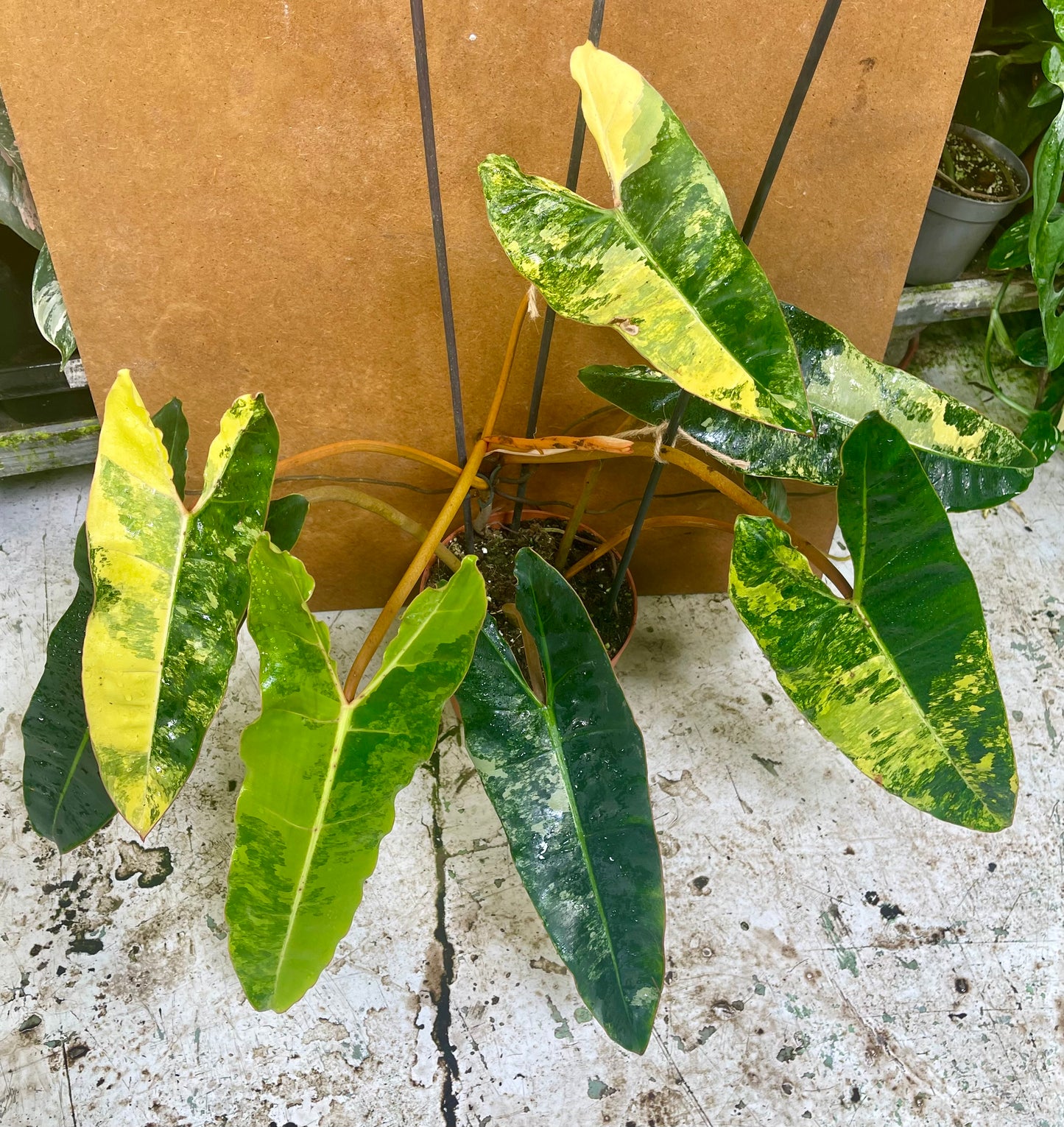 PHILODENDRON BILLIETIAE VARIEGATA