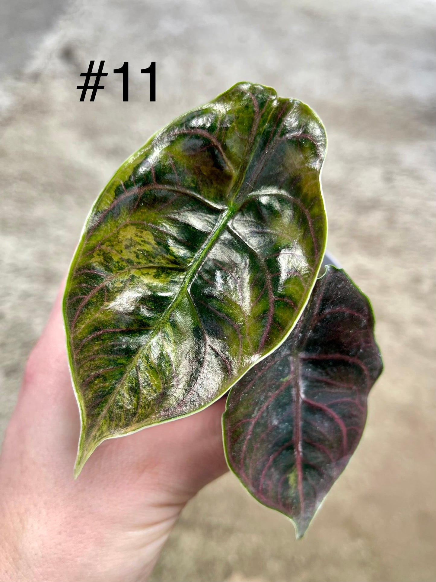 Alocasia Azlanii variegata