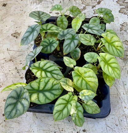 Alocasia silver dragon aurea variegata