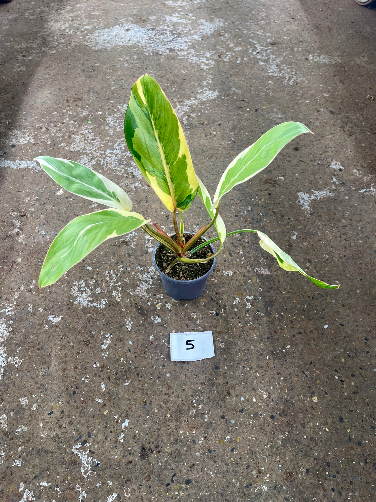 Philodendron Shady lady