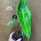 Alocasia longiloba variegata M NEW