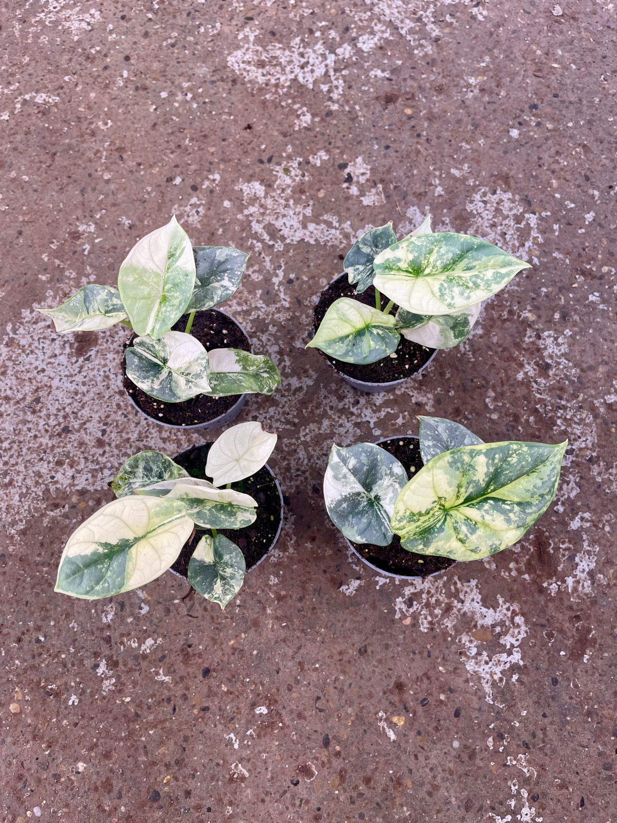 Alocasia silver dragon albo variegata