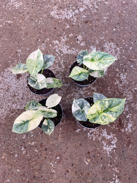 Alocasia silver dragon albo variegata