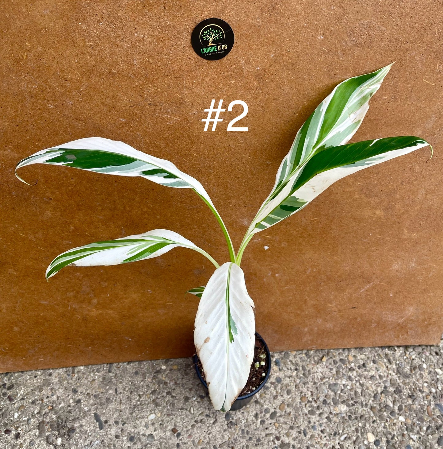 Musa Florida ae-ae variegata