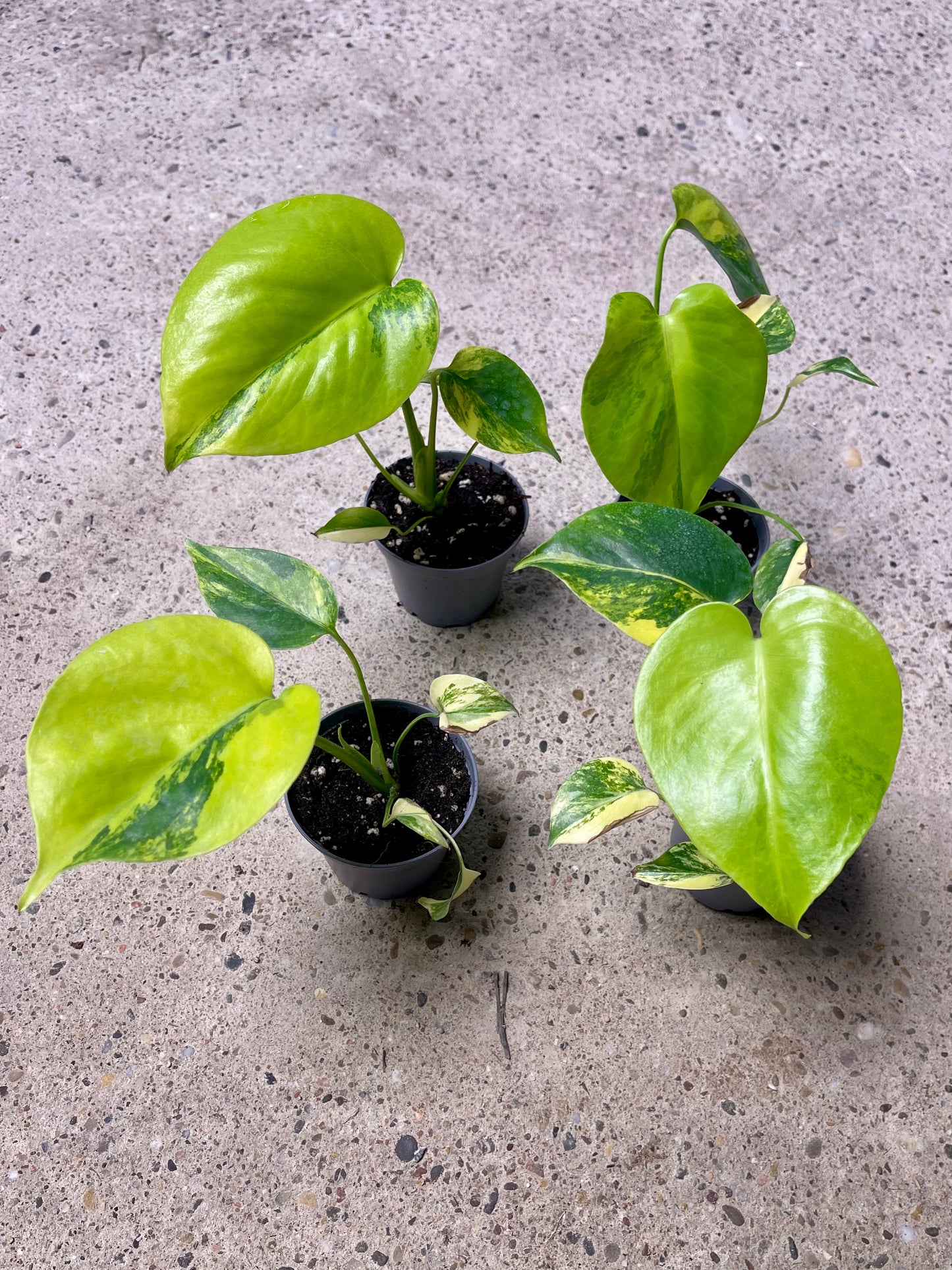 Monstera deliciosa Yellow Marilyn Variegata S NEW