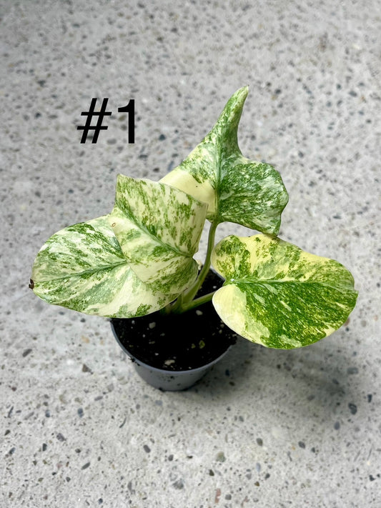 MONSTERA LEGACY S NEW